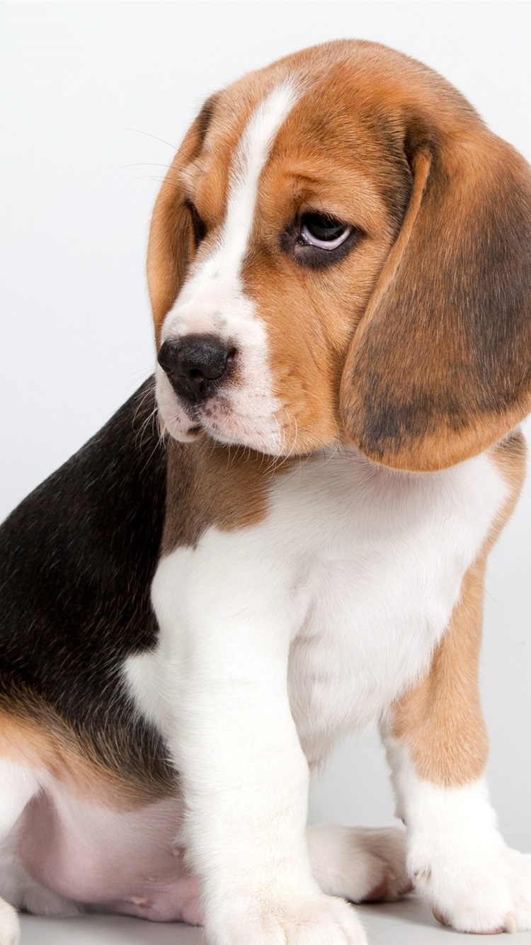 Beagle Iphone - HD Wallpaper 