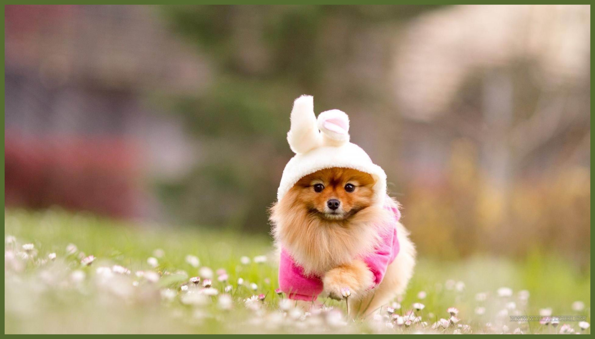 Free Download Hd Wallpapers For Desktop Hd 
 Data Src - Pomeranian Wallpaper Hd - HD Wallpaper 