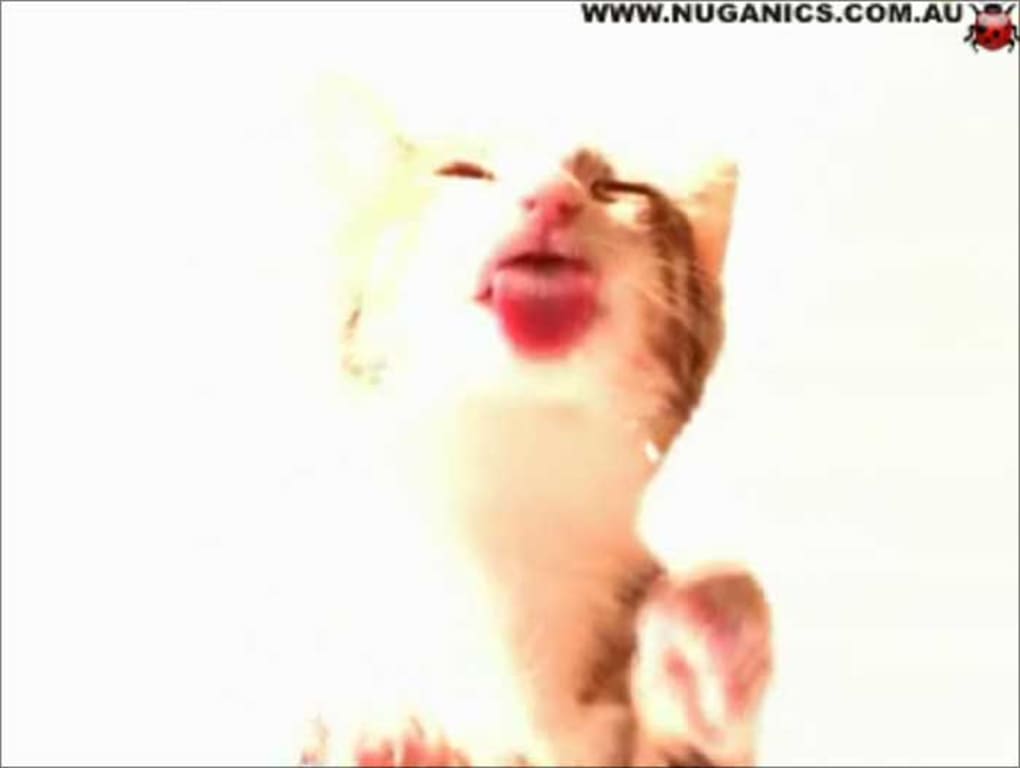 Animated Cat Screen Lick - HD Wallpaper 