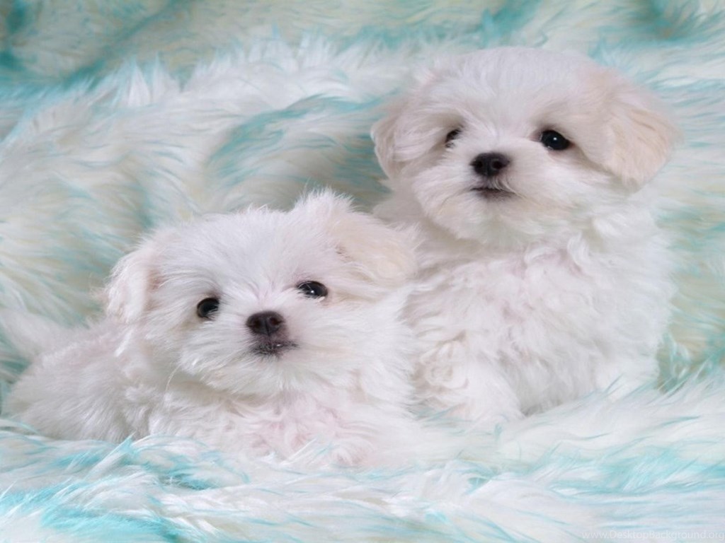Baby Dogs - HD Wallpaper 