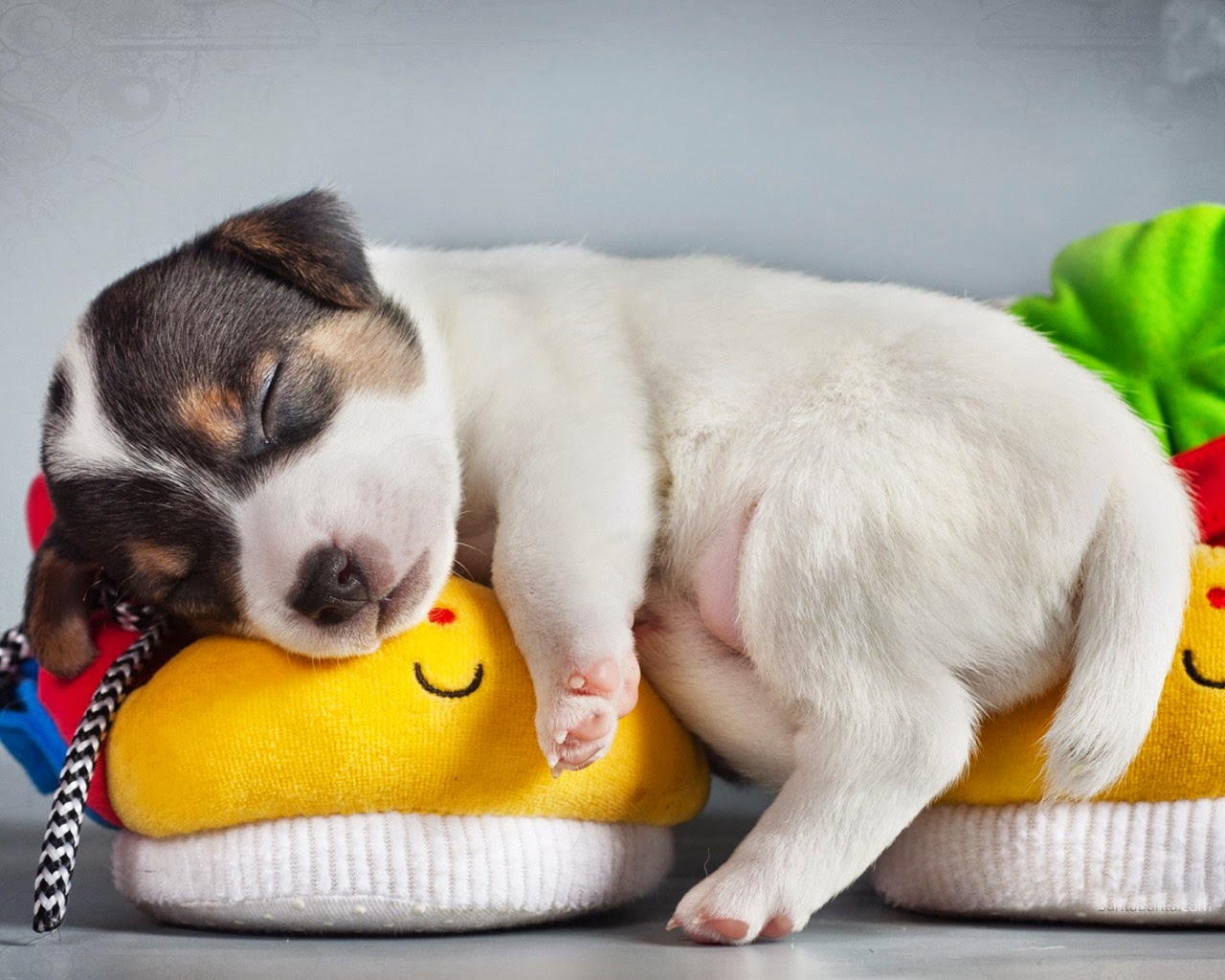 Cute Dogs Hd Wallpapers Download - HD Wallpaper 