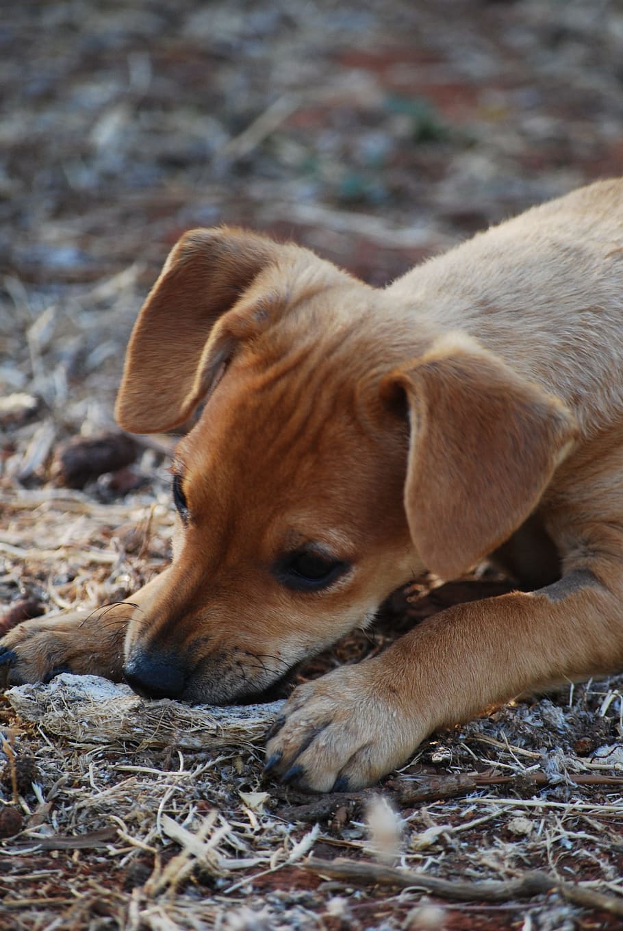 Dog, Puppy, Cheeky, Curious, Puppies, Pets, Hybrid, - Dog - HD Wallpaper 