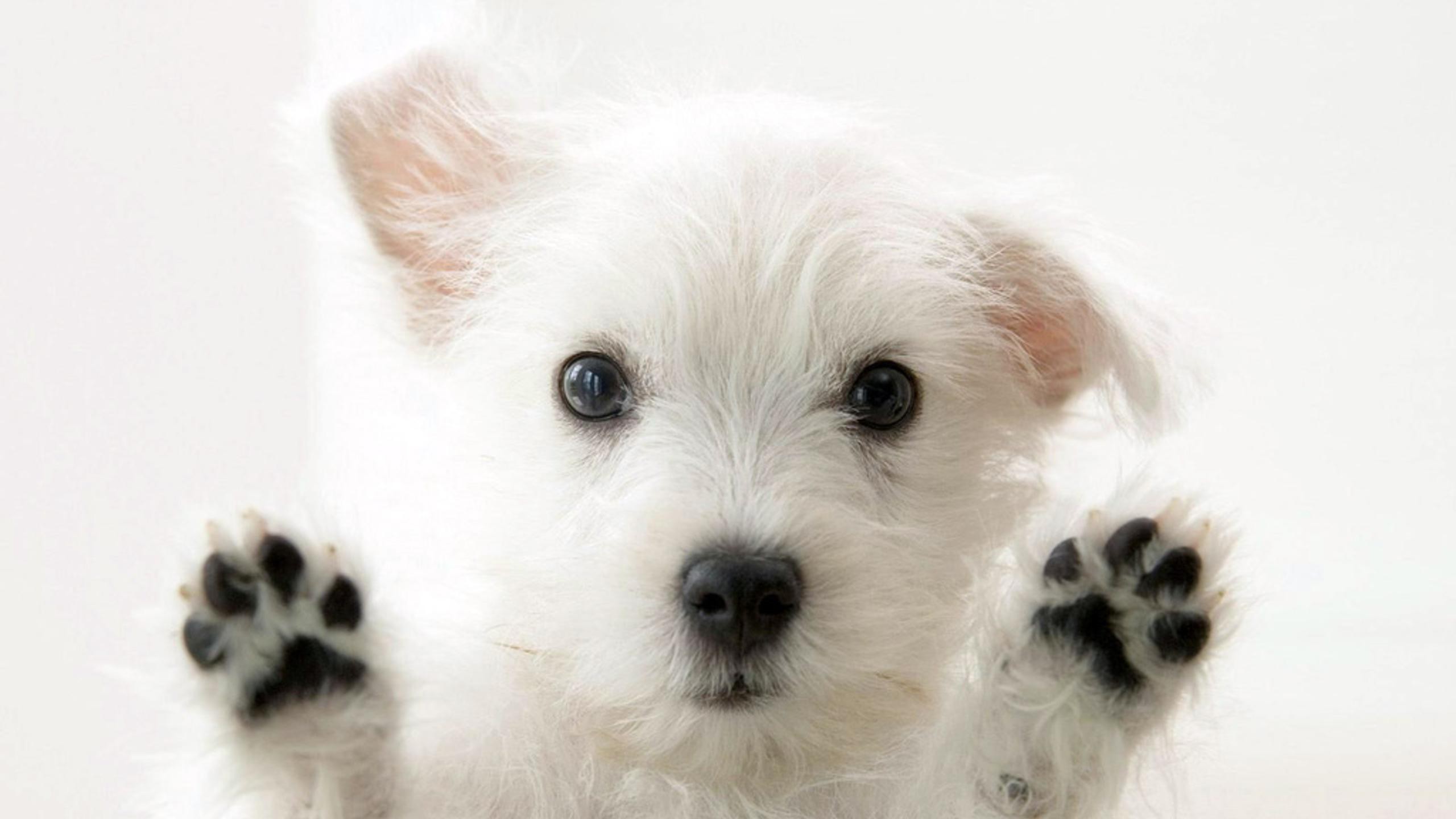 Cute Dog Wallpaper - Cute Dogs Maltese - HD Wallpaper 