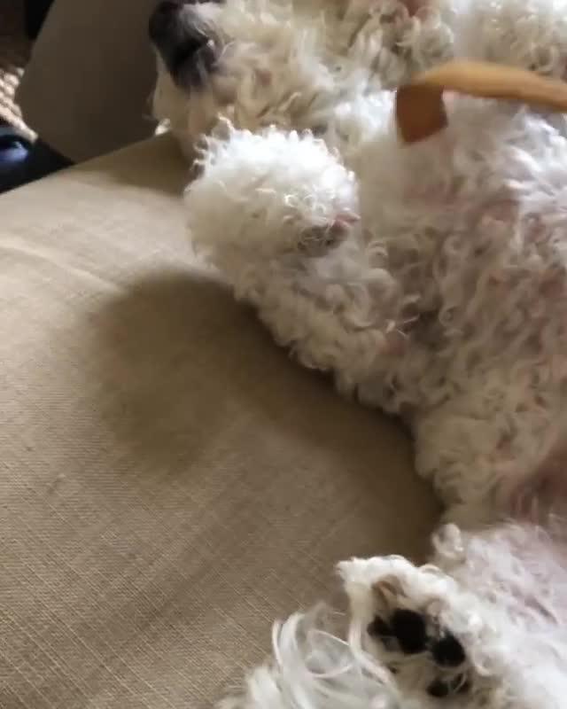 Labradoodle - HD Wallpaper 