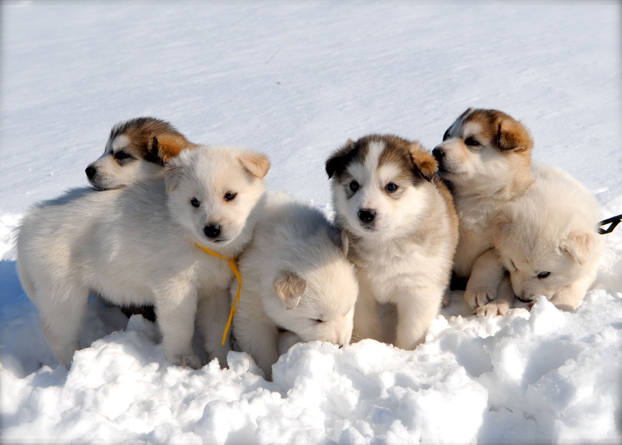 Cute Puppies On The Ice Wallpaper For Android - Snow Cute Huskies Puppies - HD Wallpaper 