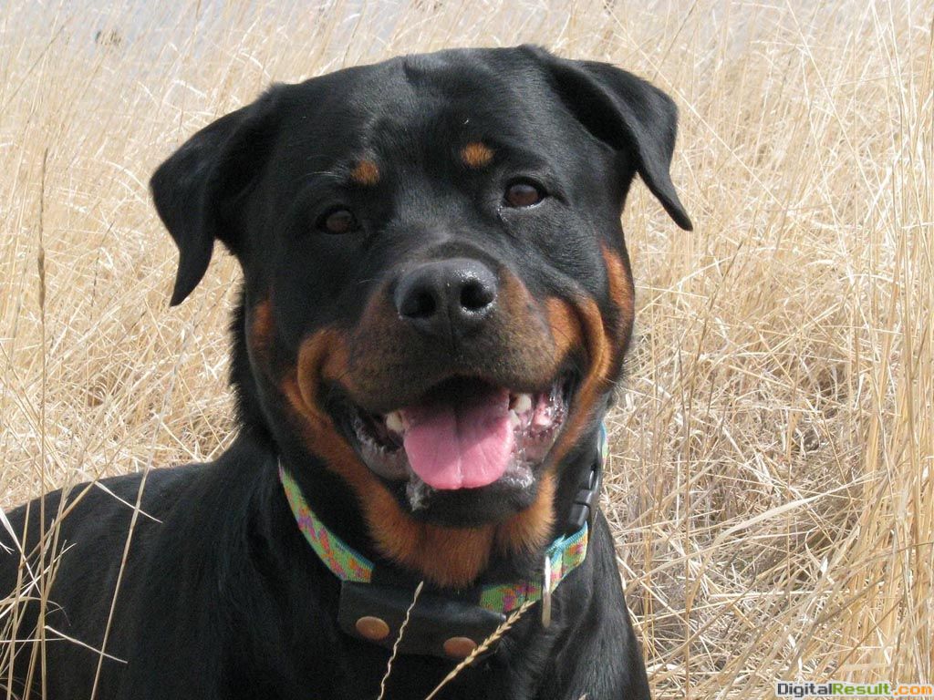 Dogs Rottweiler Cute Dog Women Gallery Hd Wallpaper - Rottweiler Cute - HD Wallpaper 