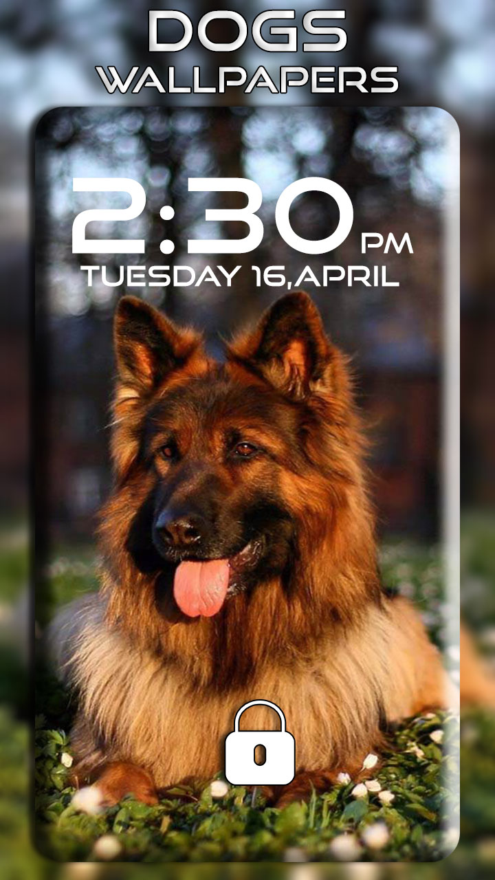 German Shepherd Desktop Backgrounds - HD Wallpaper 