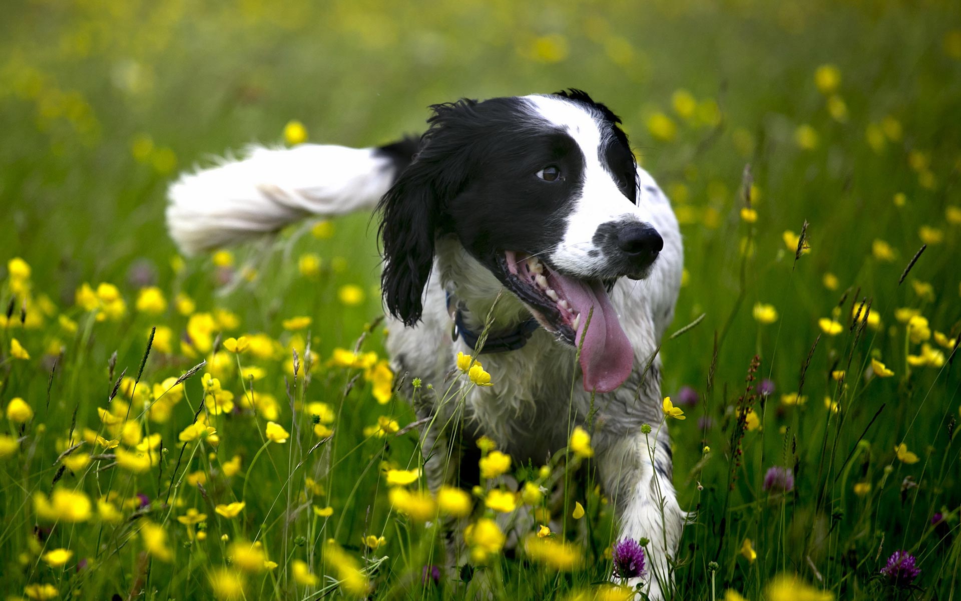 Cute Dogs New Tab Theme Hd Wallpapers - Обои Русский Спаниель - HD Wallpaper 