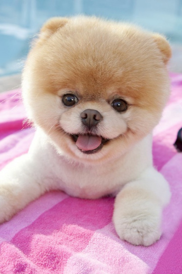 Boo The Cute Dog 640x960 Wallpaper teahub io
