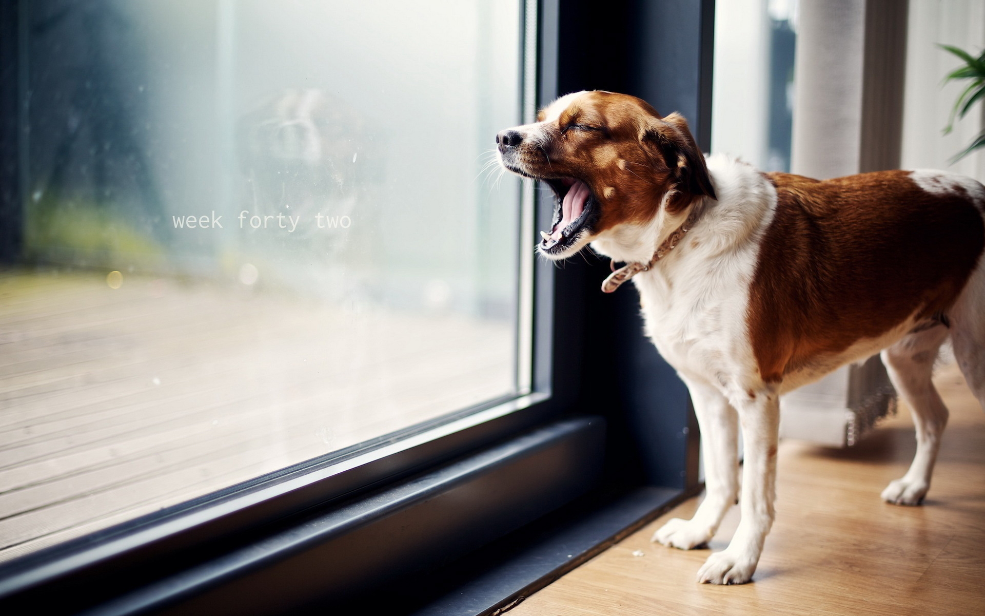 Dog Looking Out The Window Rain - HD Wallpaper 