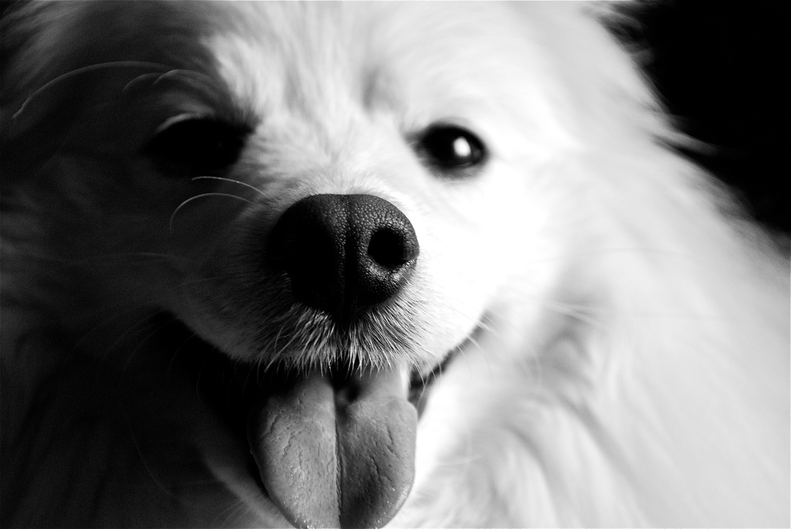 Black And White American Eskimo Dog Wallpaper - Black And White Picture Dog - HD Wallpaper 