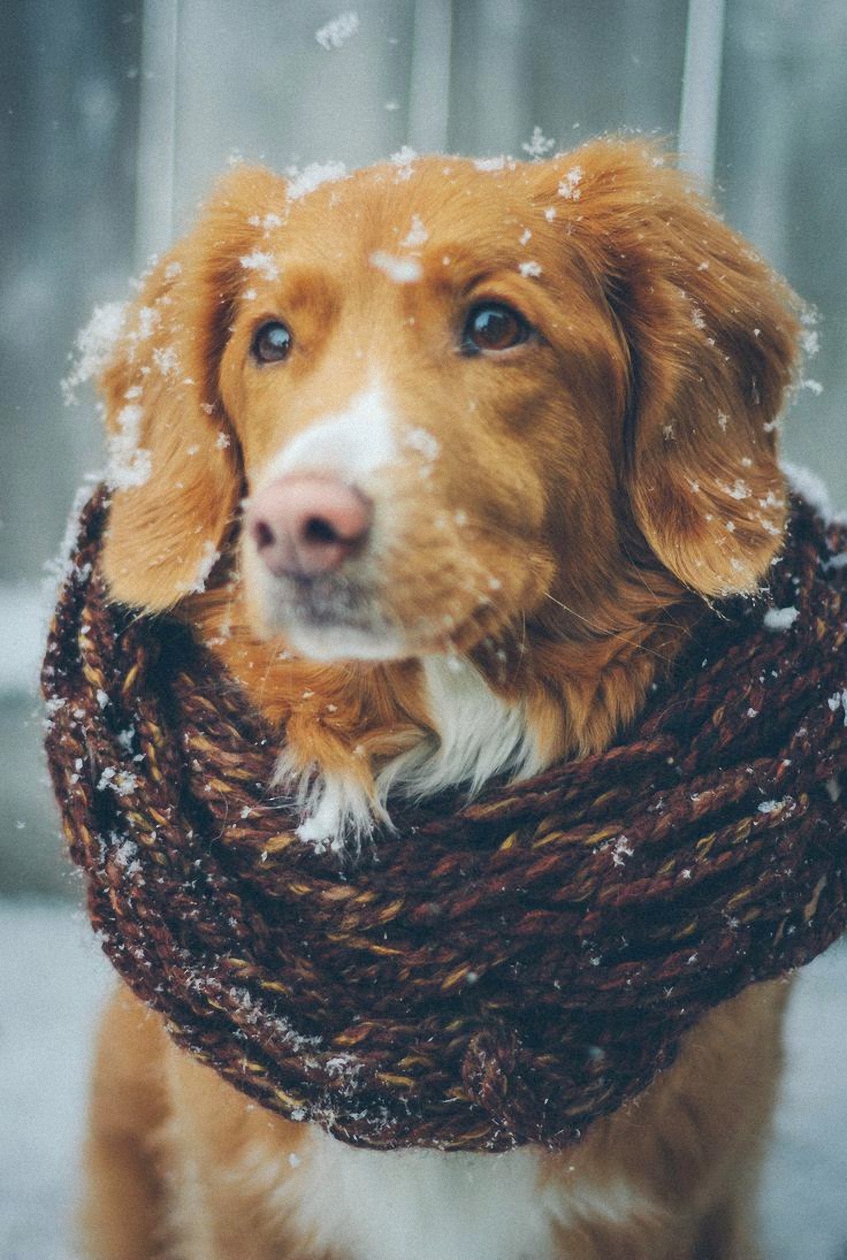 Dog Scarf Winter Snowfall Hunting Setter Cute Animal - Winter Dog Phone Wallpaper Hd - HD Wallpaper 