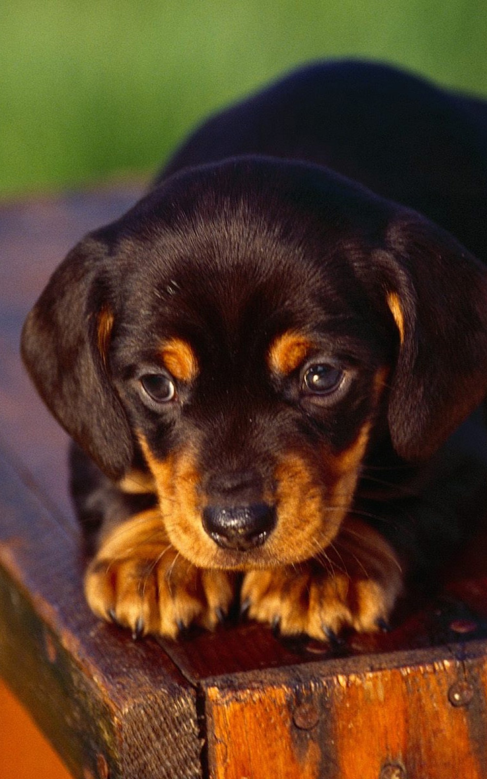 Dachshund Wallpaper For Phone - HD Wallpaper 