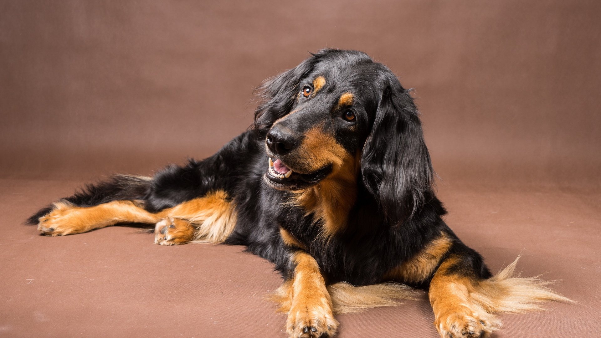 Mark The Pets & Grooming Parlour - HD Wallpaper 