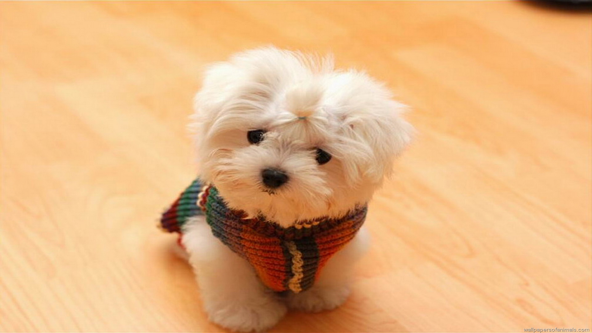 Cute Dogs Hd Wallpapers - HD Wallpaper 