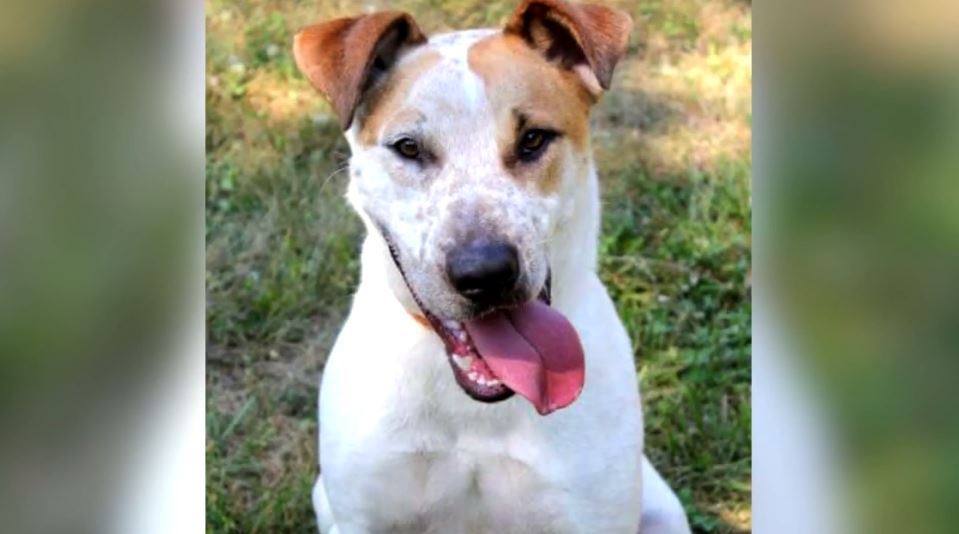 Companion Dog - HD Wallpaper 