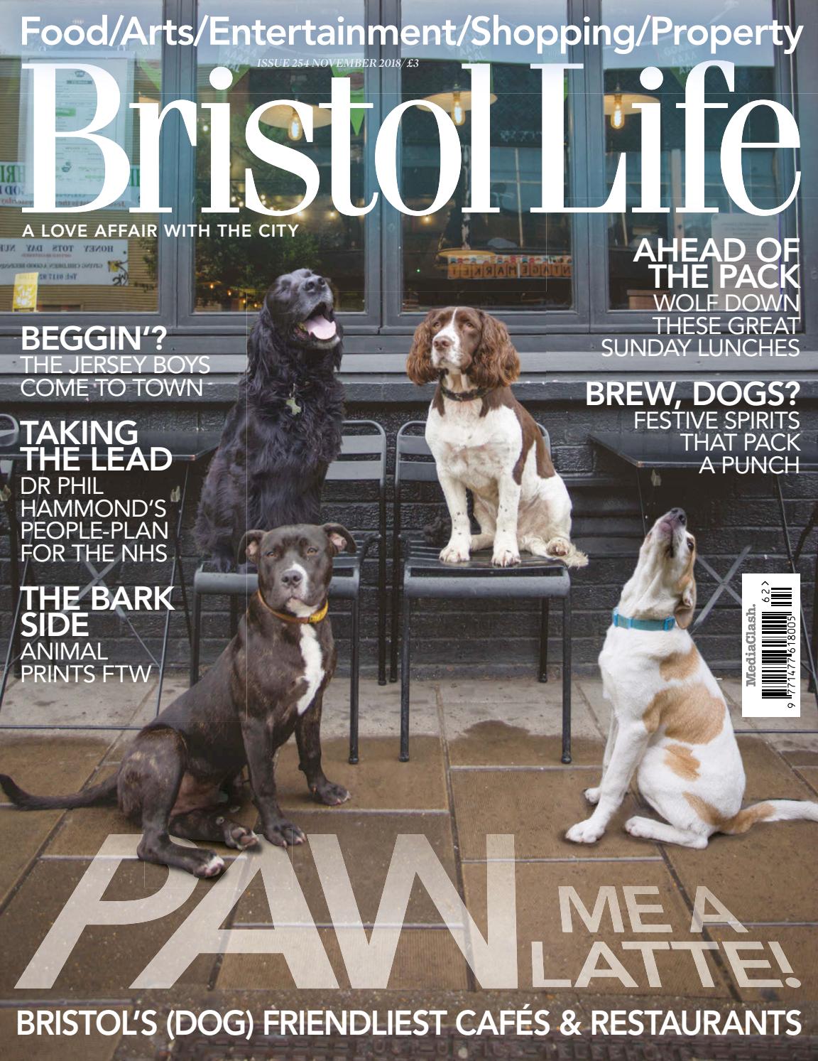 Cocker Spaniel - HD Wallpaper 