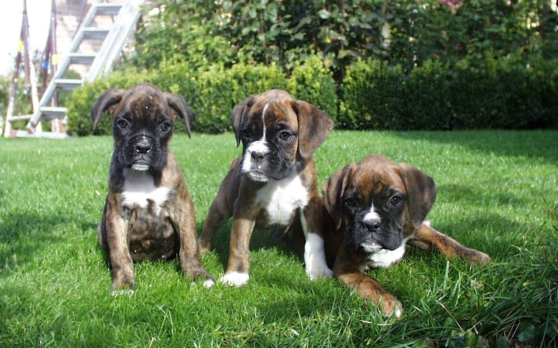 Boxer, Puppy, Desktop, Wallpaper, In, High, Resolution, - Wallpaper - HD Wallpaper 