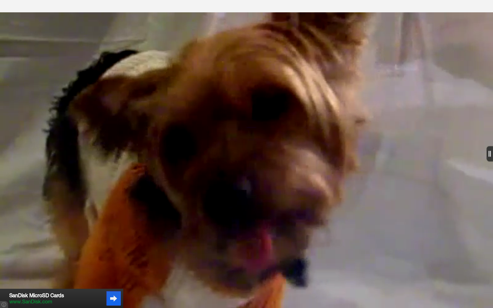 Terrier - HD Wallpaper 