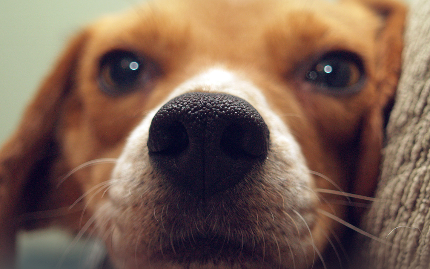 My Dogs Nose Is Cracked - HD Wallpaper 