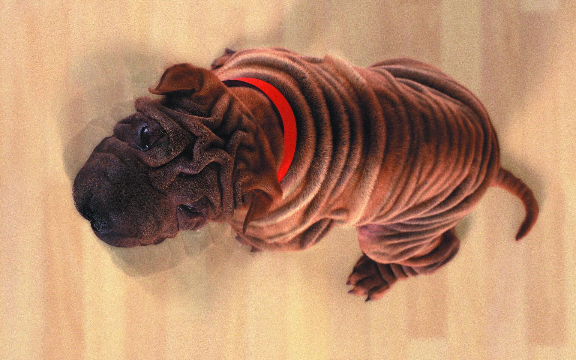 Cute Dog - Wallpaper - HD Wallpaper 