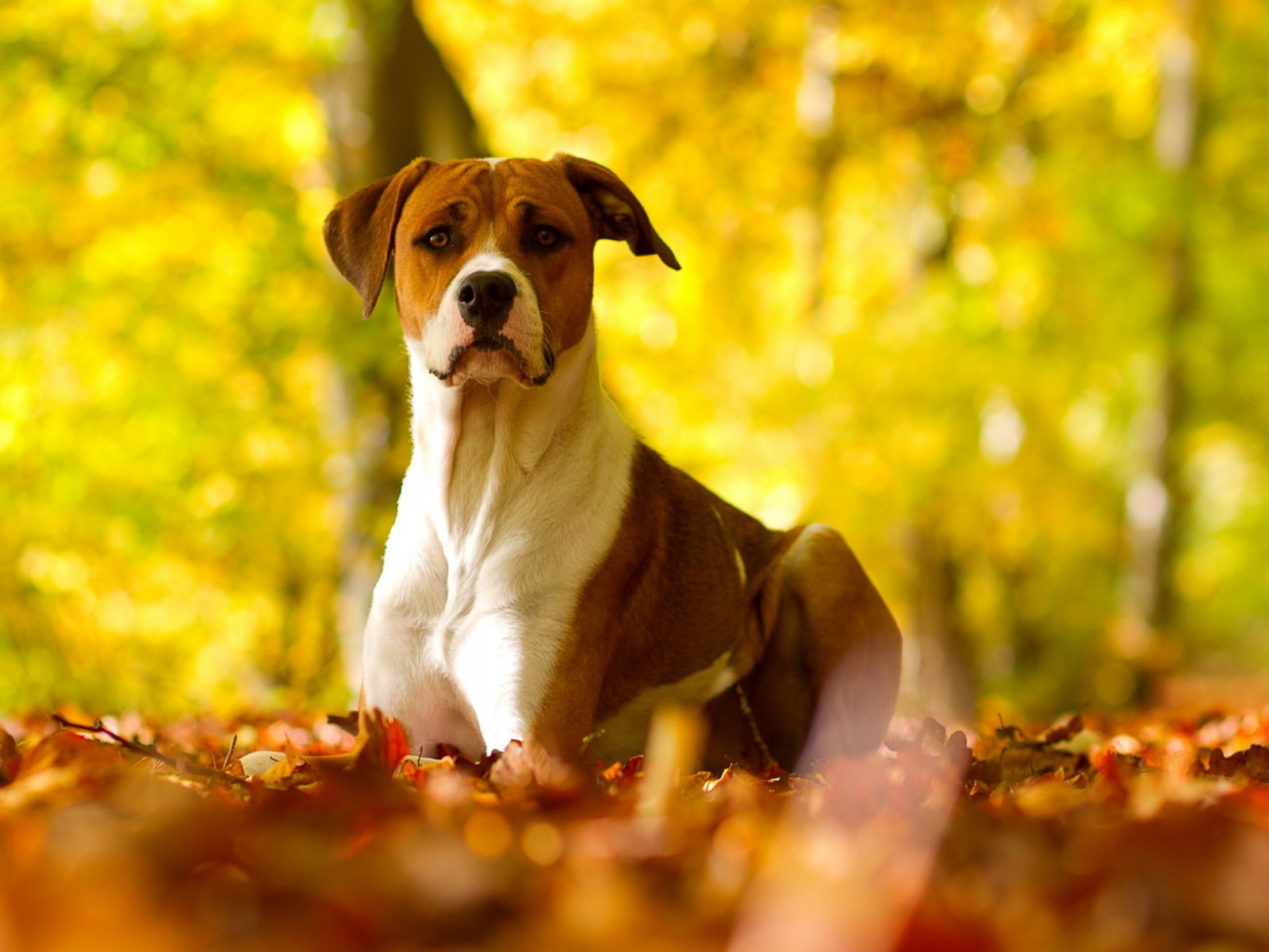 Dogs Wallpaper - Hd Dogs Background - HD Wallpaper 