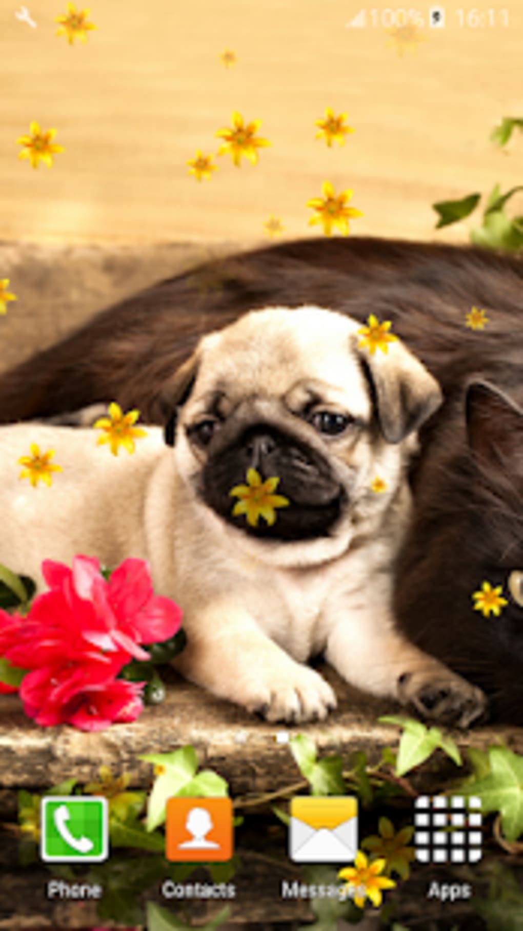 Puppy Pugs And Cats - HD Wallpaper 