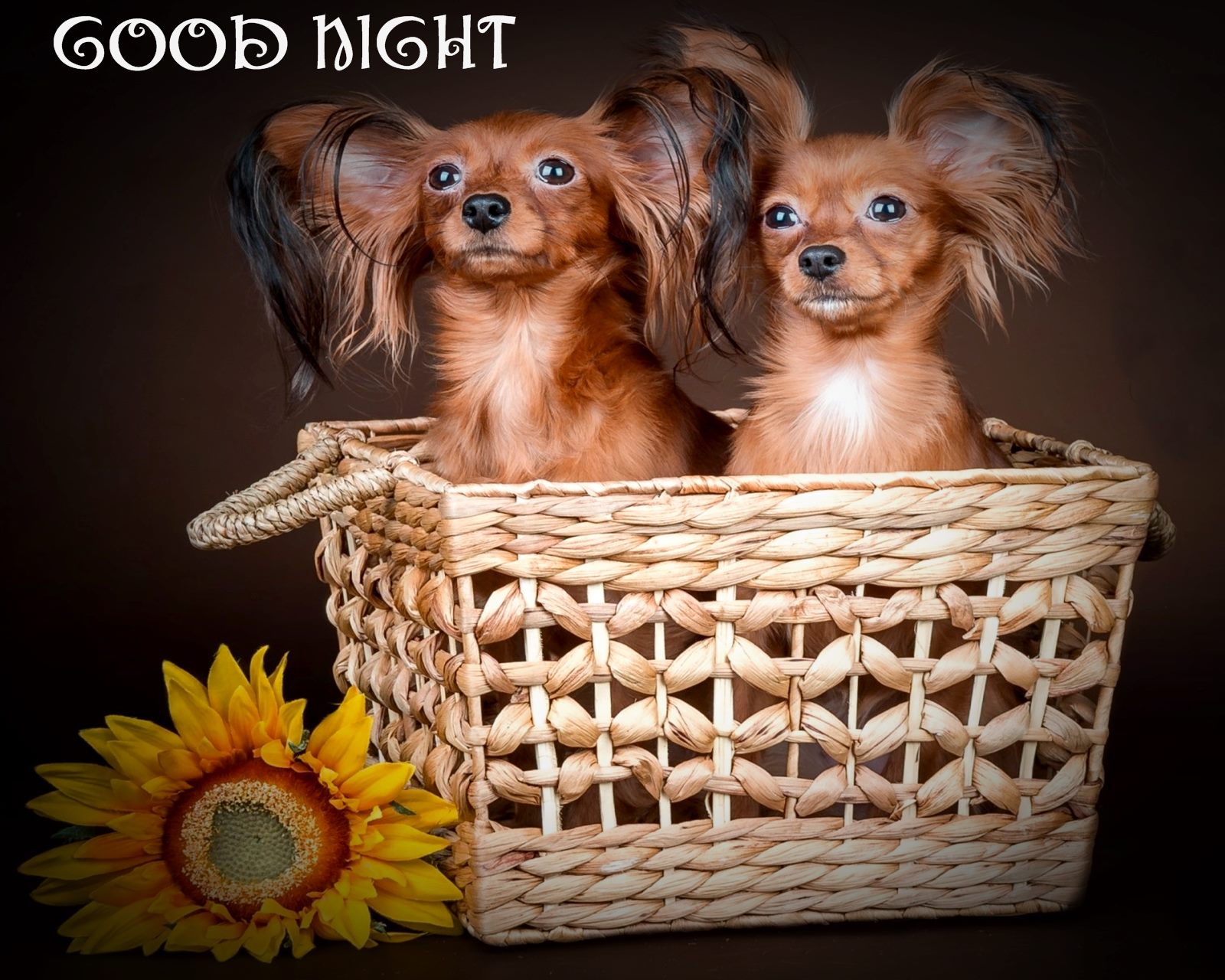 Good Night Cute Dogs Pair Hd Wallpaper - Russkiy Toy - HD Wallpaper 