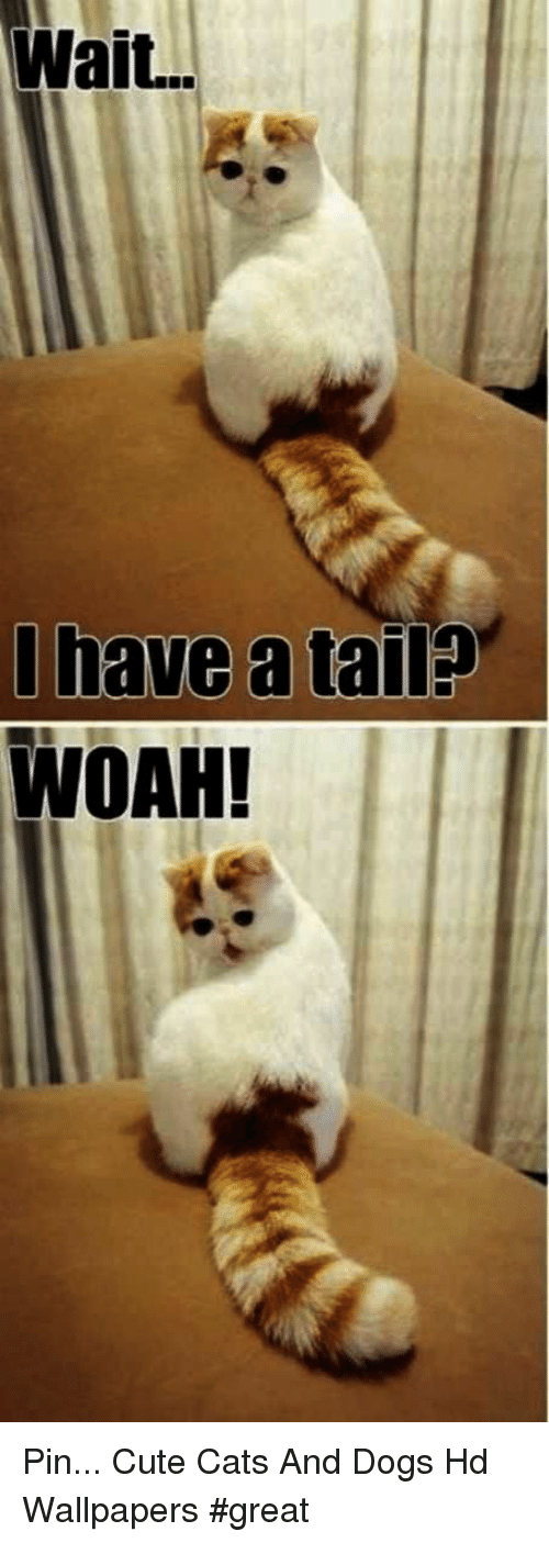 Cats, Cute, And Dogs - Cute Wallpapers Of Dogs And Cats - HD Wallpaper 