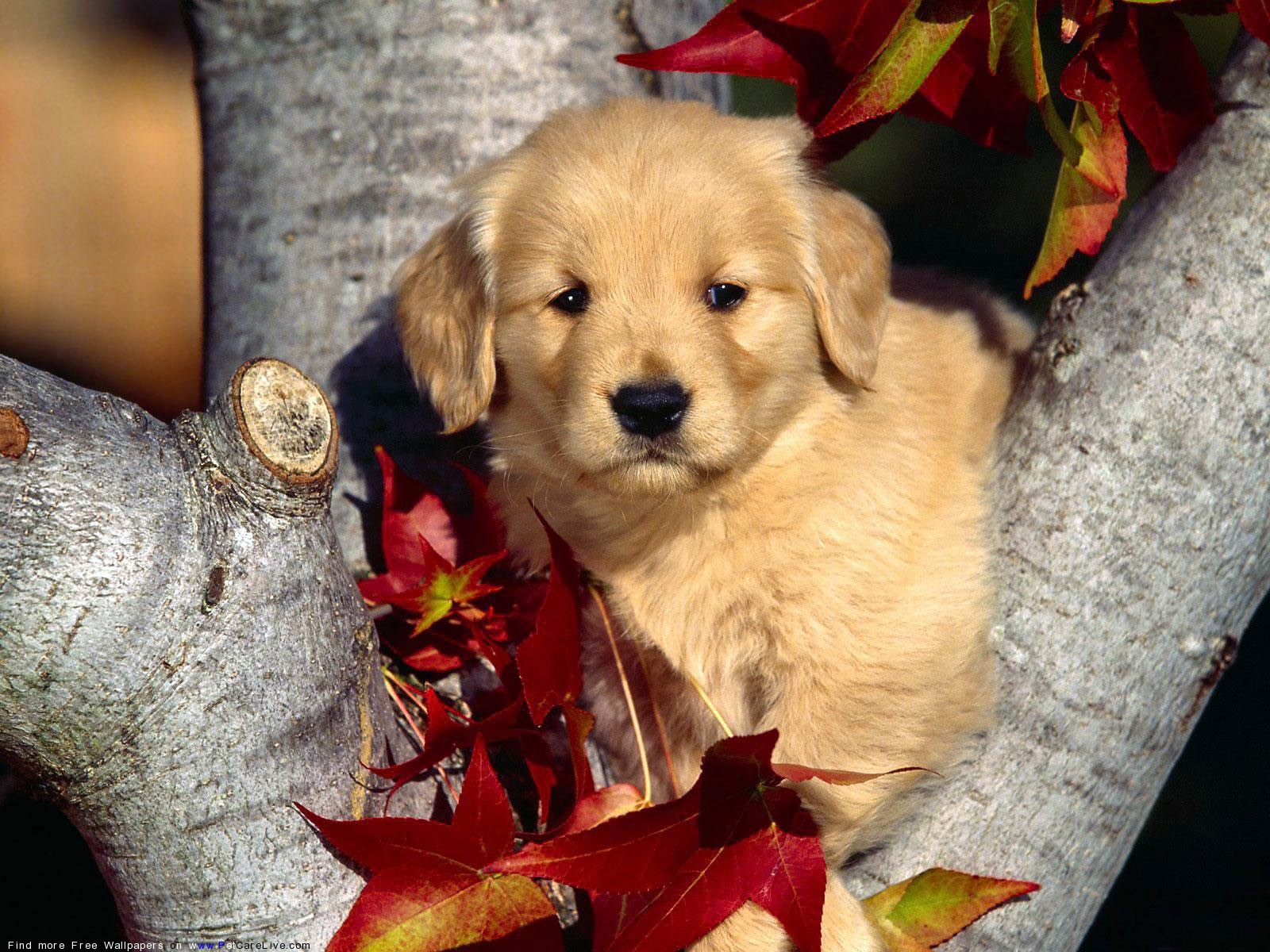 Cute Puppy Cute Beautiful Pets - HD Wallpaper 