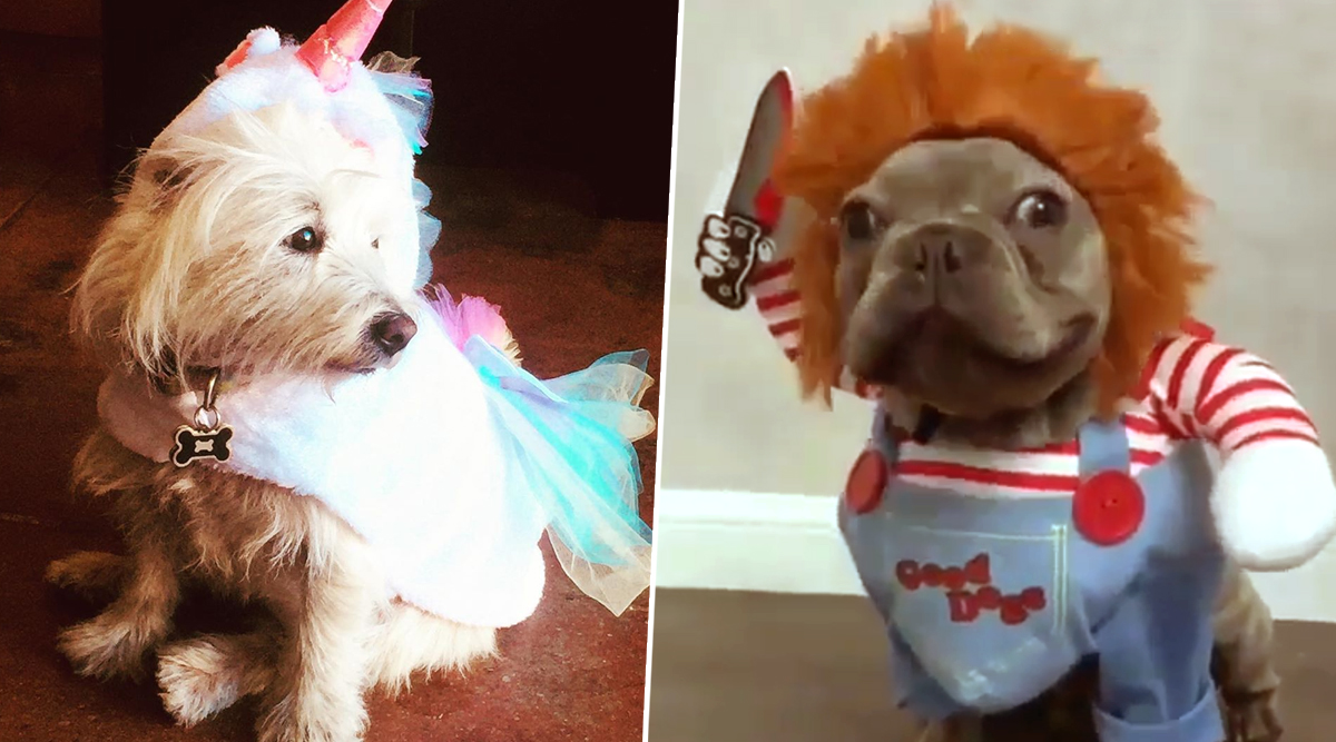 Halloween 2019 Costume Ideas For Pets - French Bulldog Chucky Costume - HD Wallpaper 