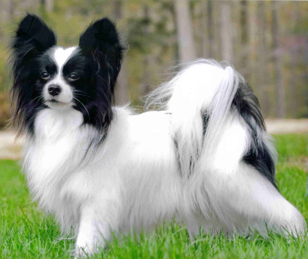 Papillon Backgrounds, Compatible - Papillon Dog - HD Wallpaper 