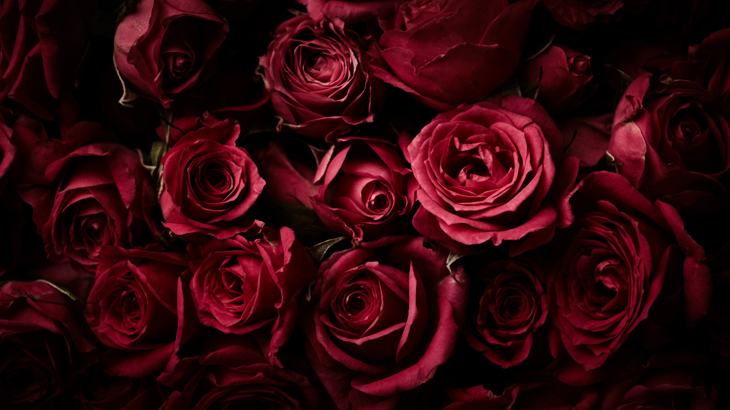 Red Roses Black Background - HD Wallpaper 