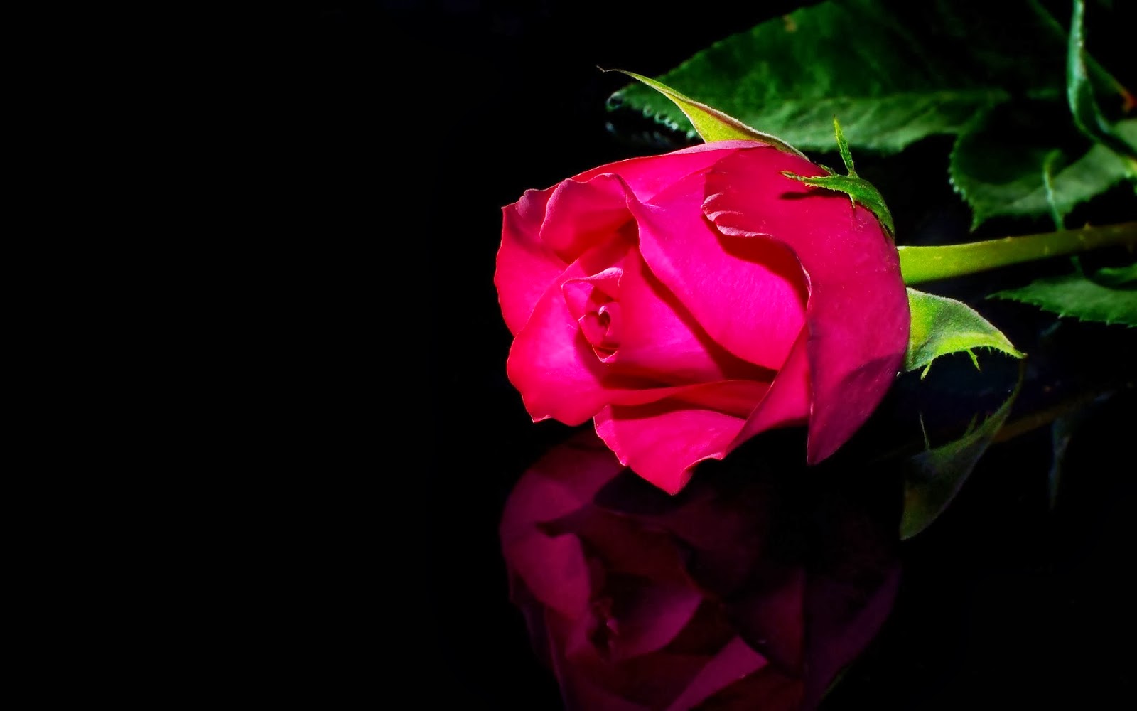 Black Background Images With Roses - HD Wallpaper 