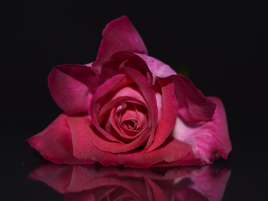 Red Flower Black Background - Pink Rose Flower With Dark Background - HD Wallpaper 