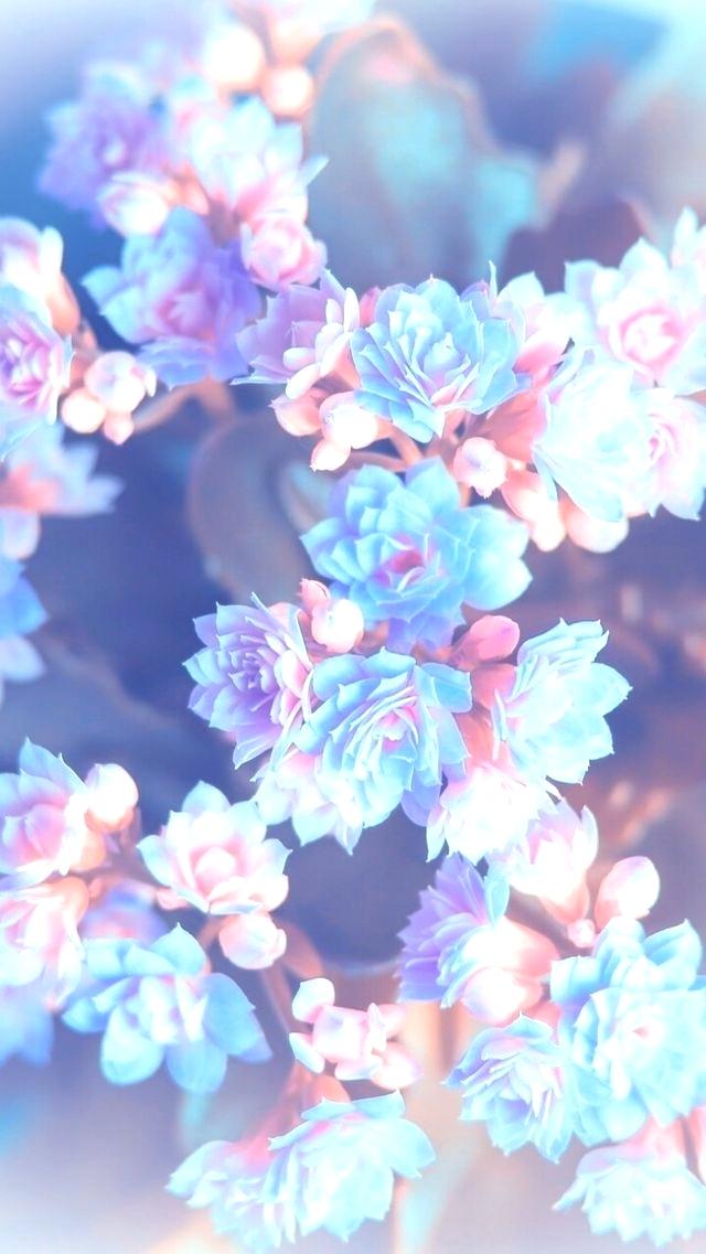 Pink Floral Wallpaper Blue And Pink Flower Wallpaper - Background Pretty - HD Wallpaper 