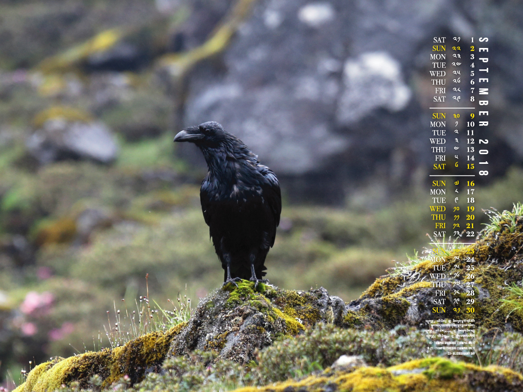 American Crow - HD Wallpaper 