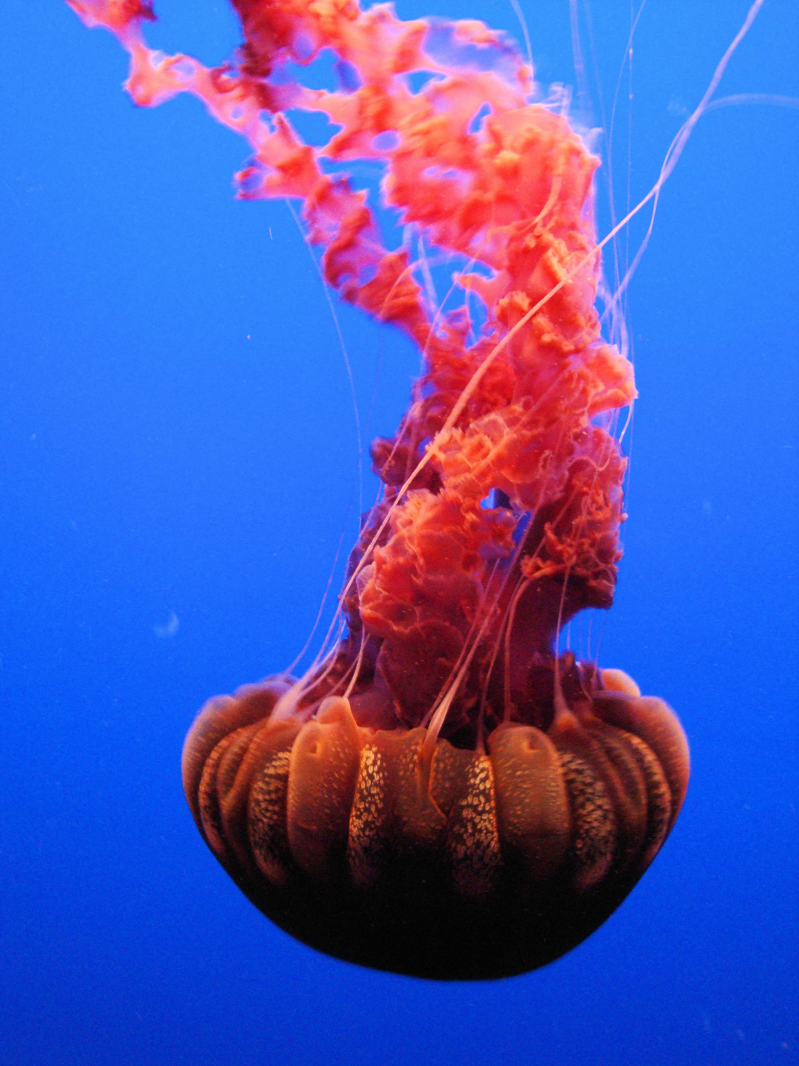 Black Sea Nettle Jellyfish - HD Wallpaper 