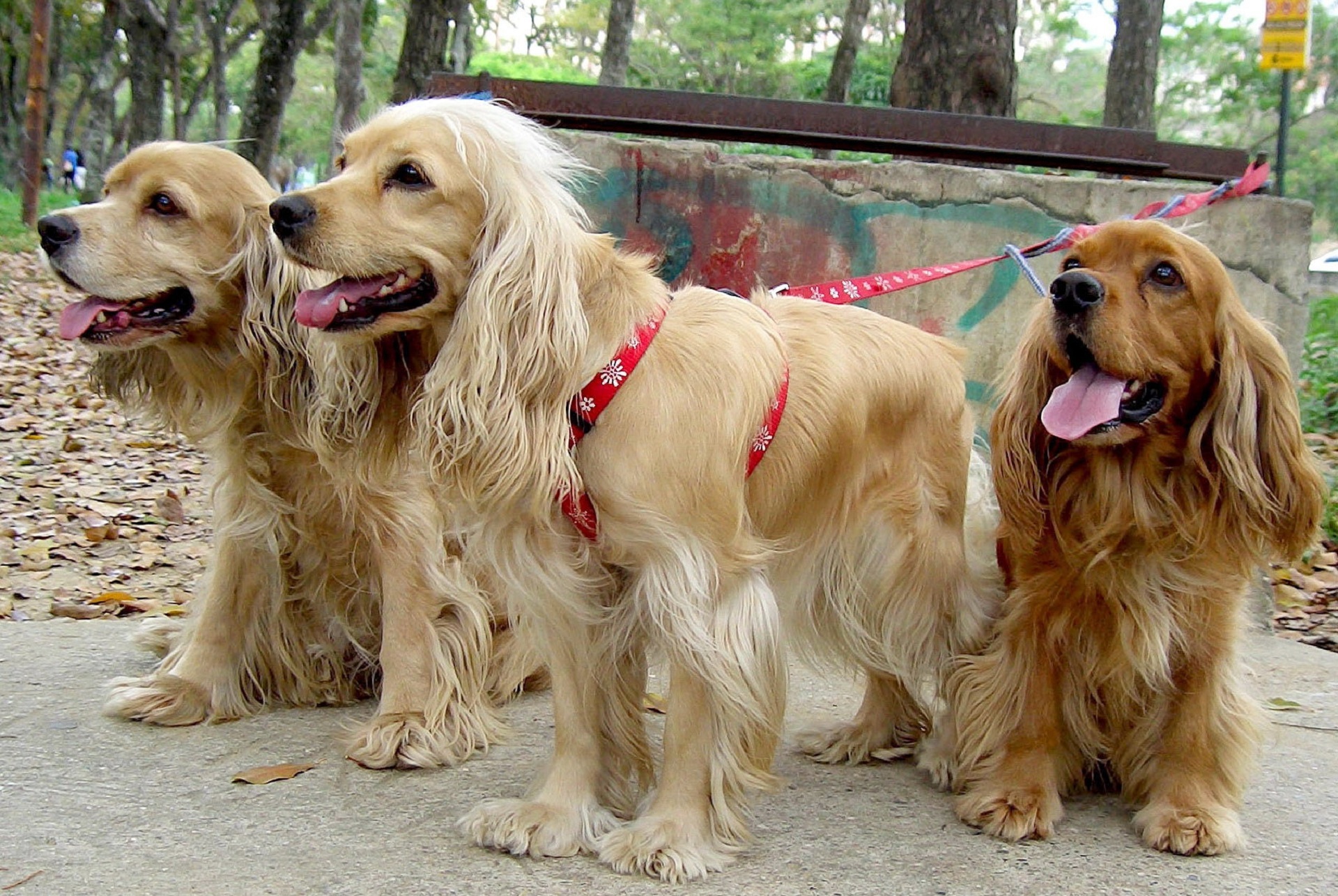 English Cocker Spaniel High Quality Wallpapers - English Cocker Spaniel Miniature - HD Wallpaper 