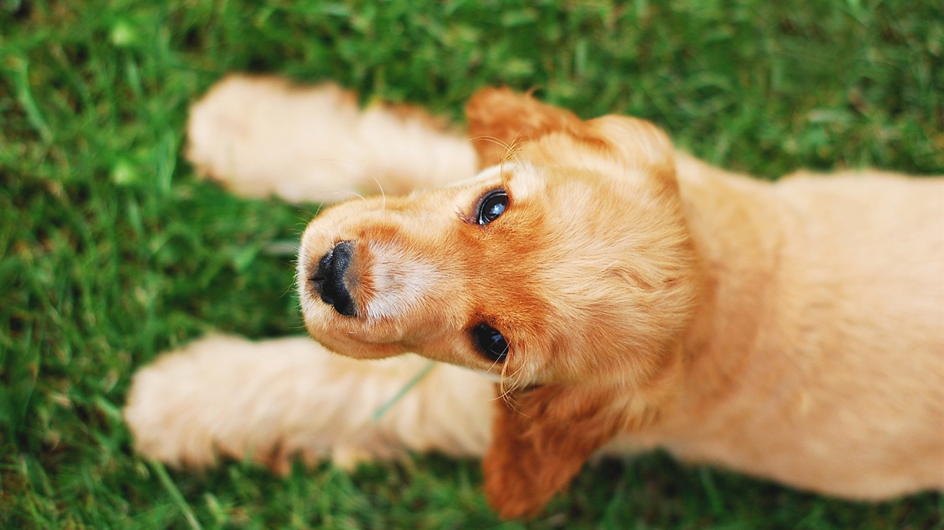 Cocker Spaniel Dog Summer Animal High Quality Wallpaper2017 - Fondos De Pantallas De Animales Con Calidad - HD Wallpaper 