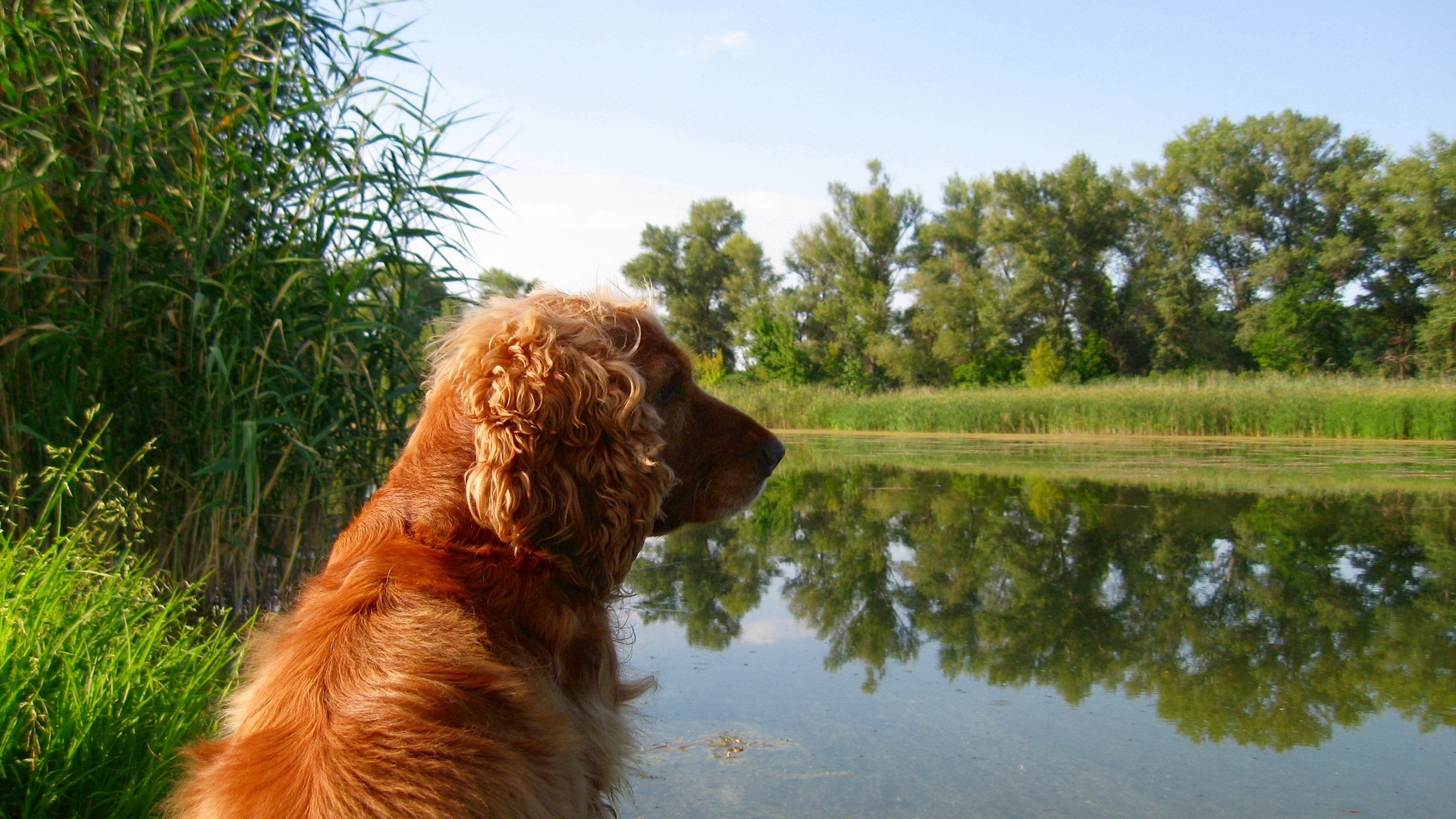 Wallpaper Cocker, Spaniel, Sitting, Pond, Grass - Cocker Spaniels Iphone - HD Wallpaper 