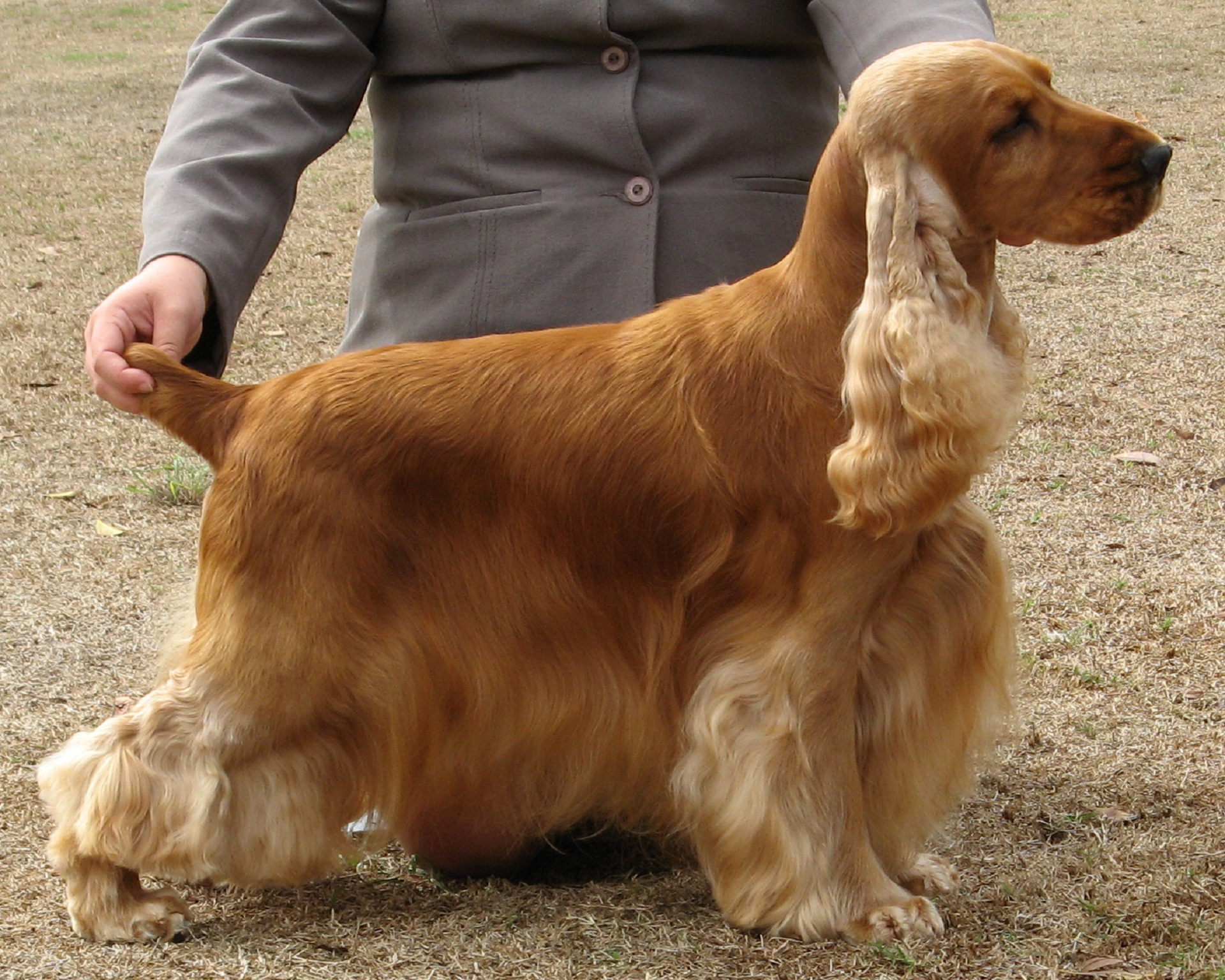 English Cocker Spaniel High Definition Wallpapers - American Cocker Spaniel Mixed Breeds - HD Wallpaper 