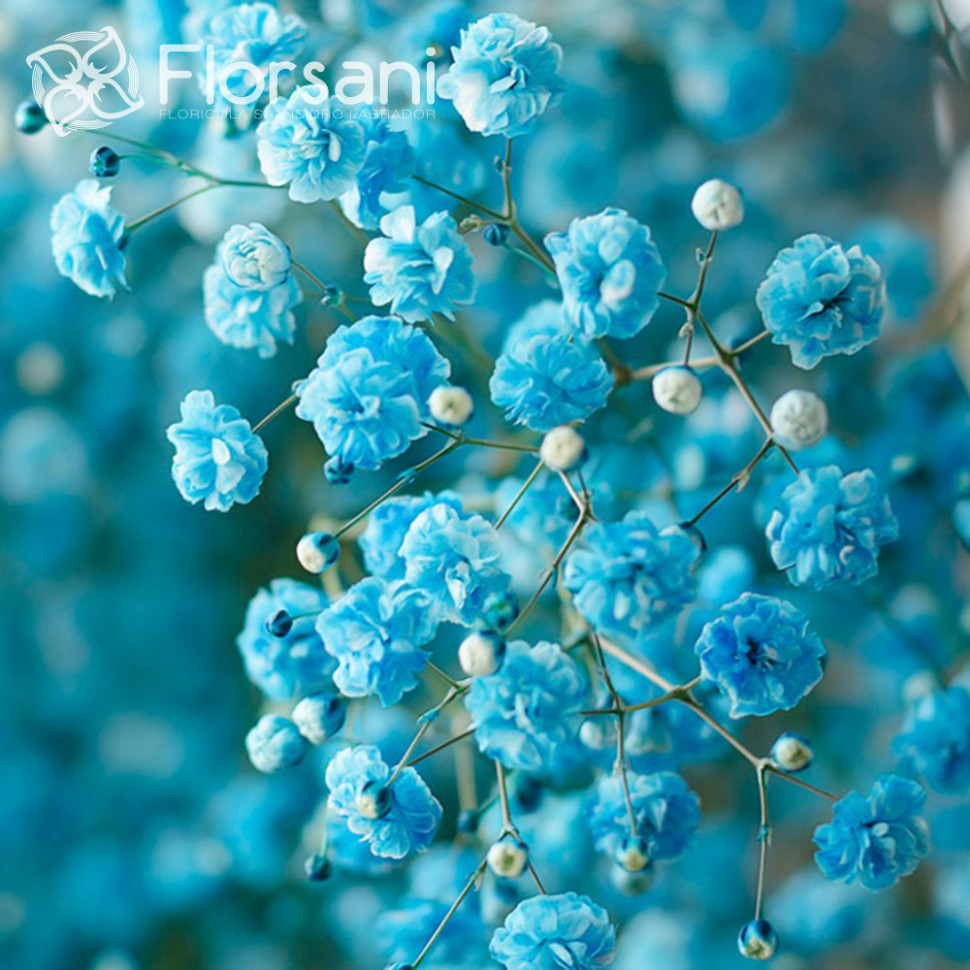 Blue Baby's Breath Flower - HD Wallpaper 