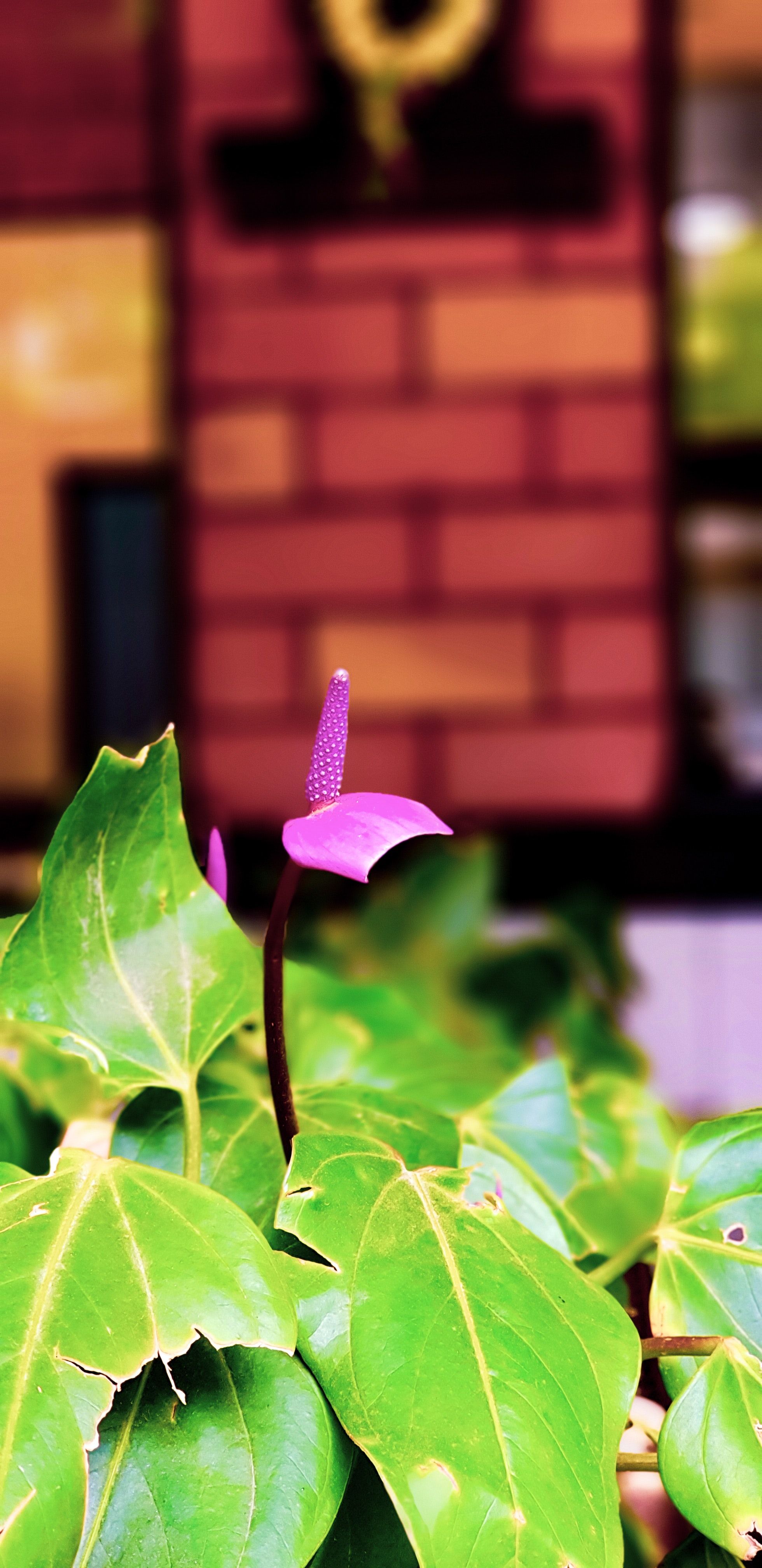 Anthurium - 1960x4032 Wallpaper - teahub.io
