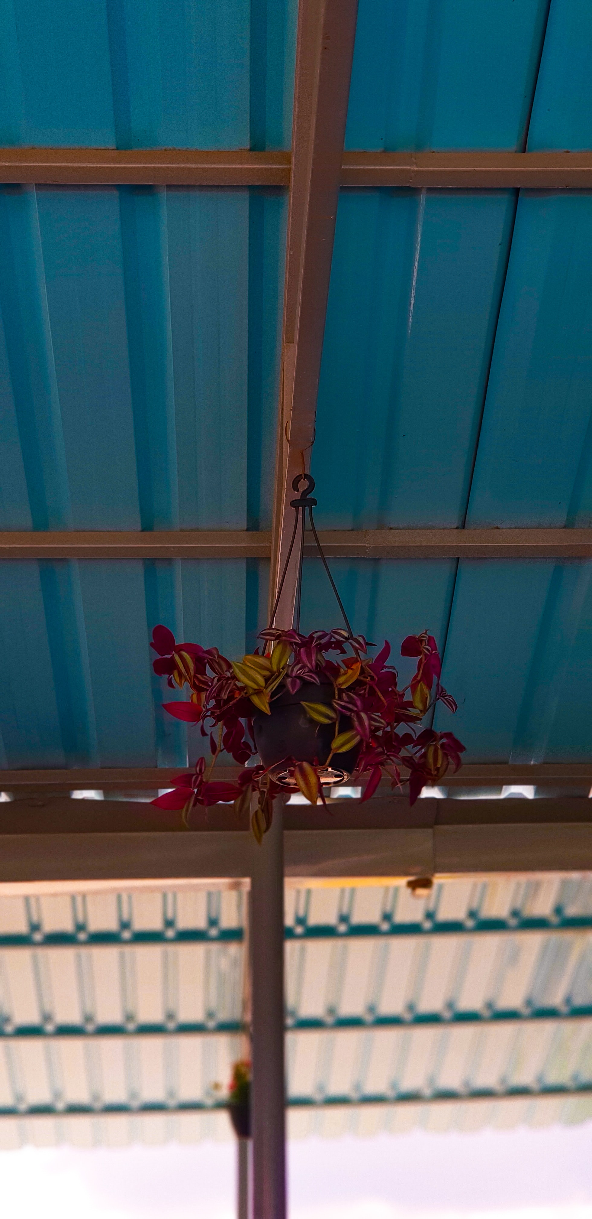 Moth Orchid - HD Wallpaper 