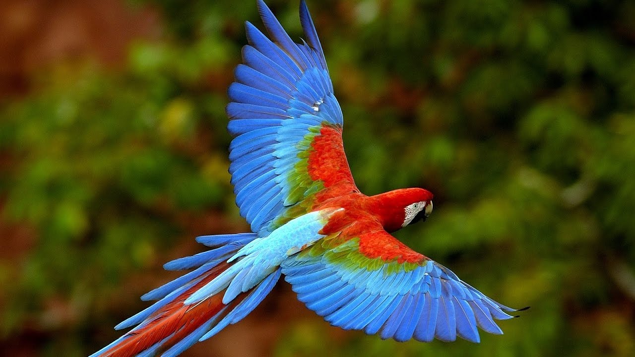 hd birds wallpapers 1080p