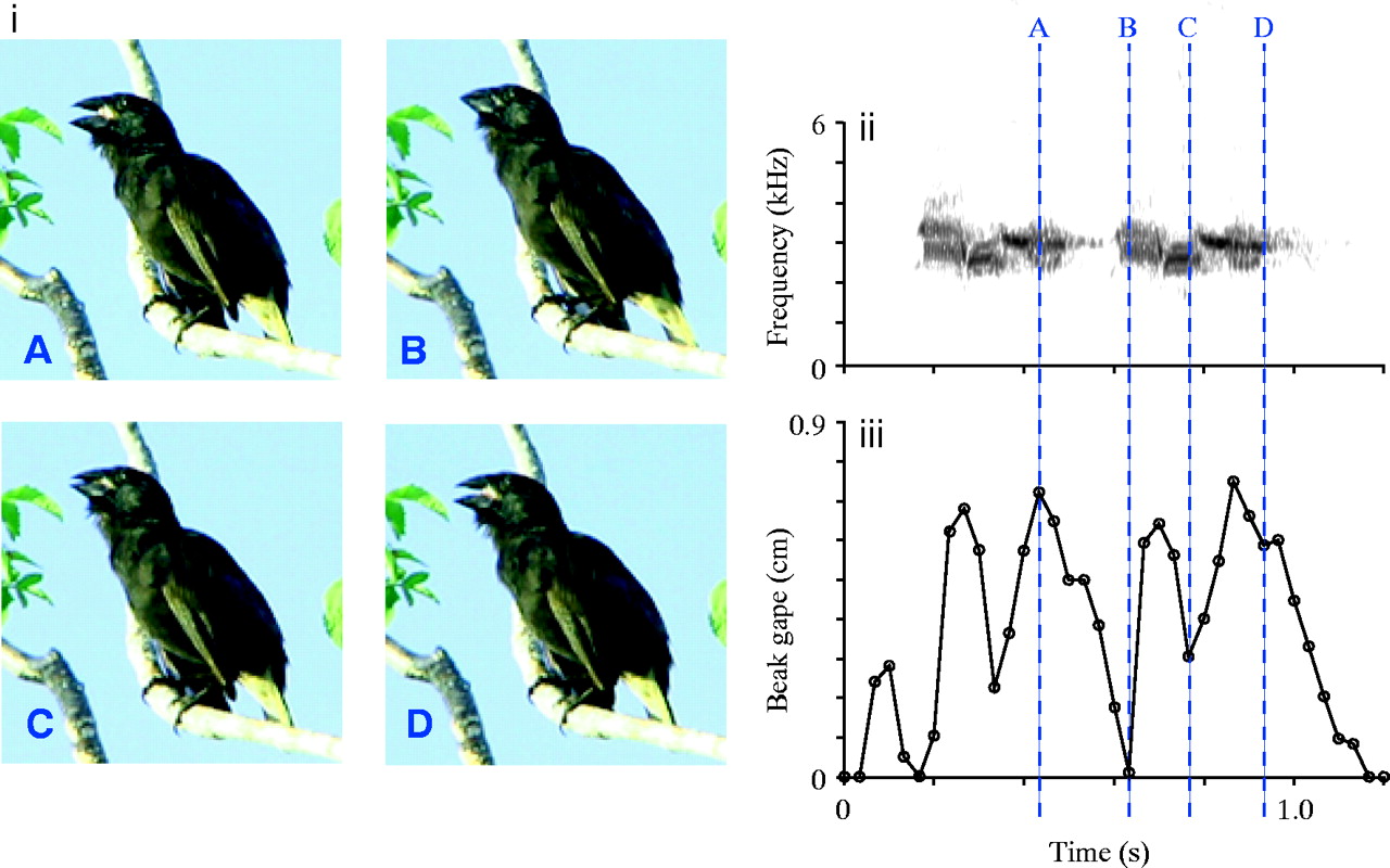 Grant's Finches Beak Data - HD Wallpaper 