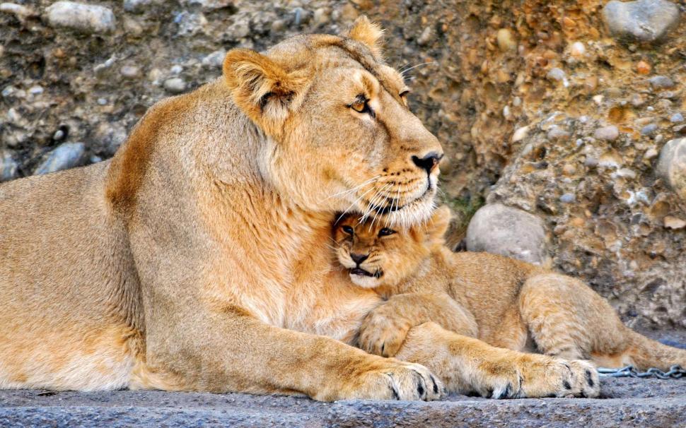 Lion, Lioness, Couple, Baby Wallpaper,lion Hd Wallpaper,lioness - Baby Lion With Mother - HD Wallpaper 