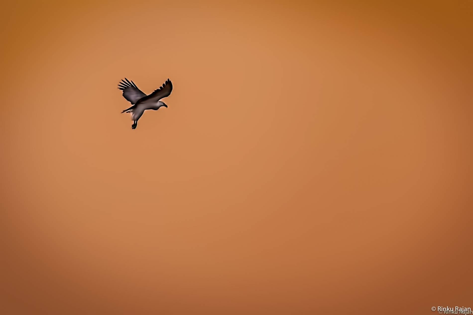 Flight - HD Wallpaper 