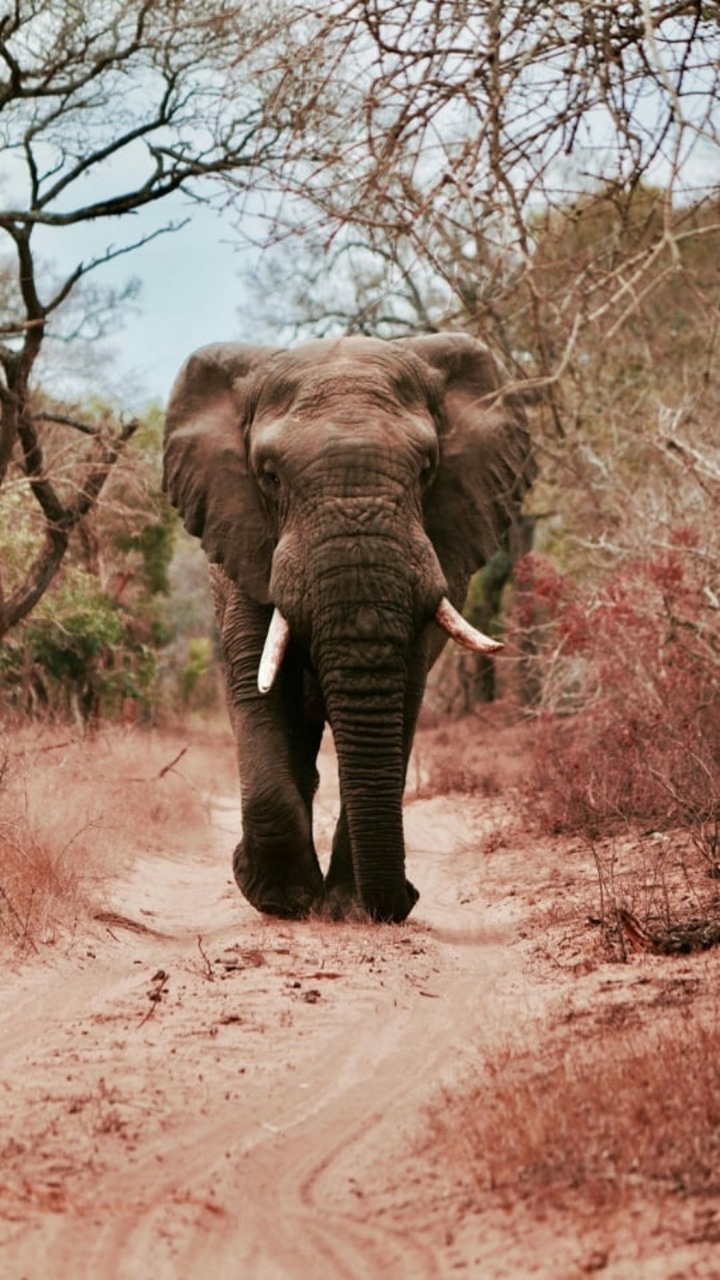 Backround, Cool, And Elephant Image - Black Elephant - HD Wallpaper 